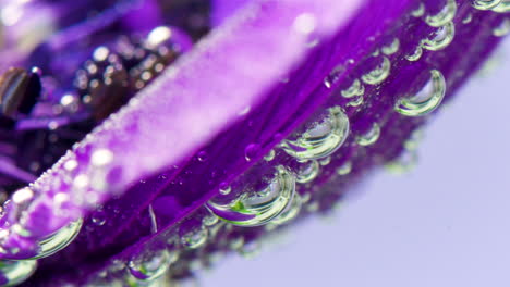 primer plano de una flor púrpura con burbujas
