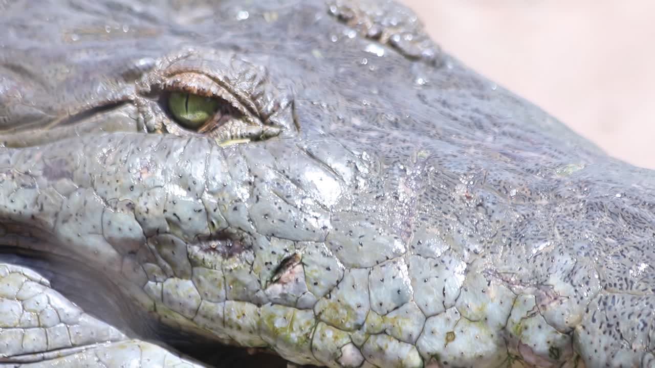 Close up of the pointed-toothed mouth and head of a huge Nile crocodile.
