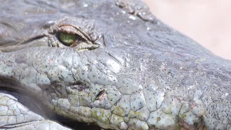 close up of the pointed-toothed mouth and head of a huge nile crocodile.