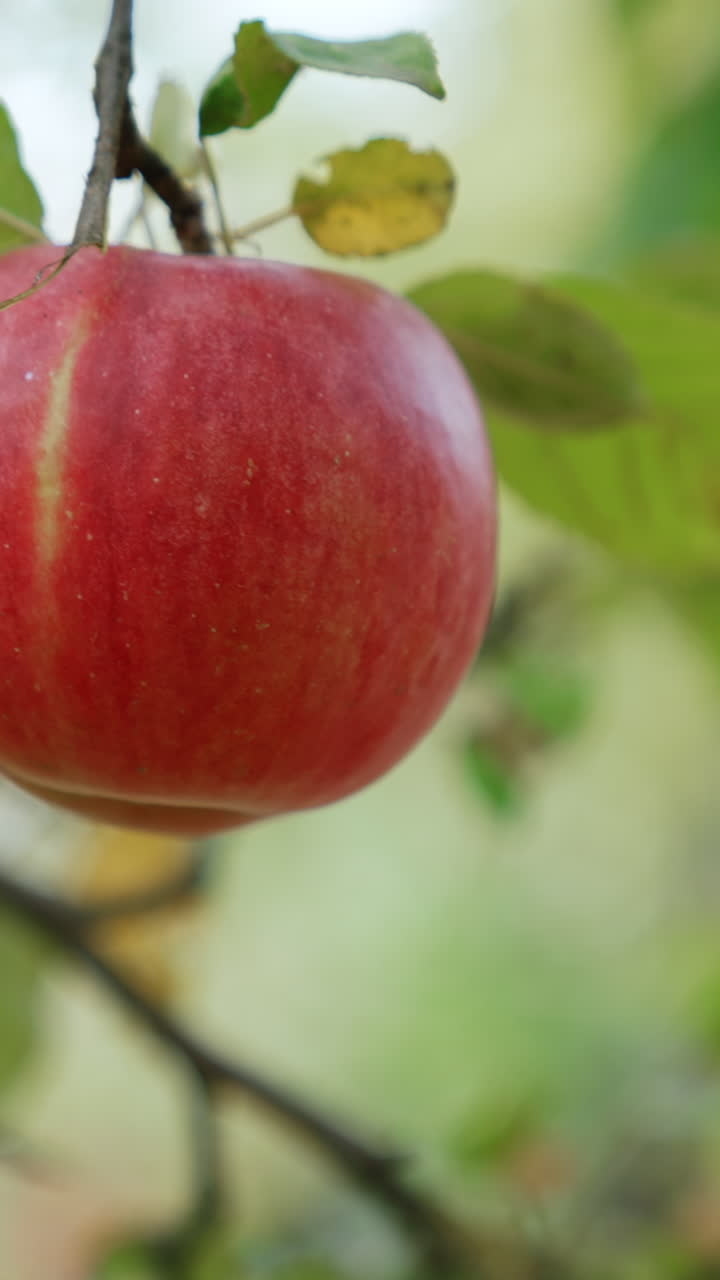 Mela rossa matura su un albero nel frutteto. Raccolta di frutti biologici e succosi.