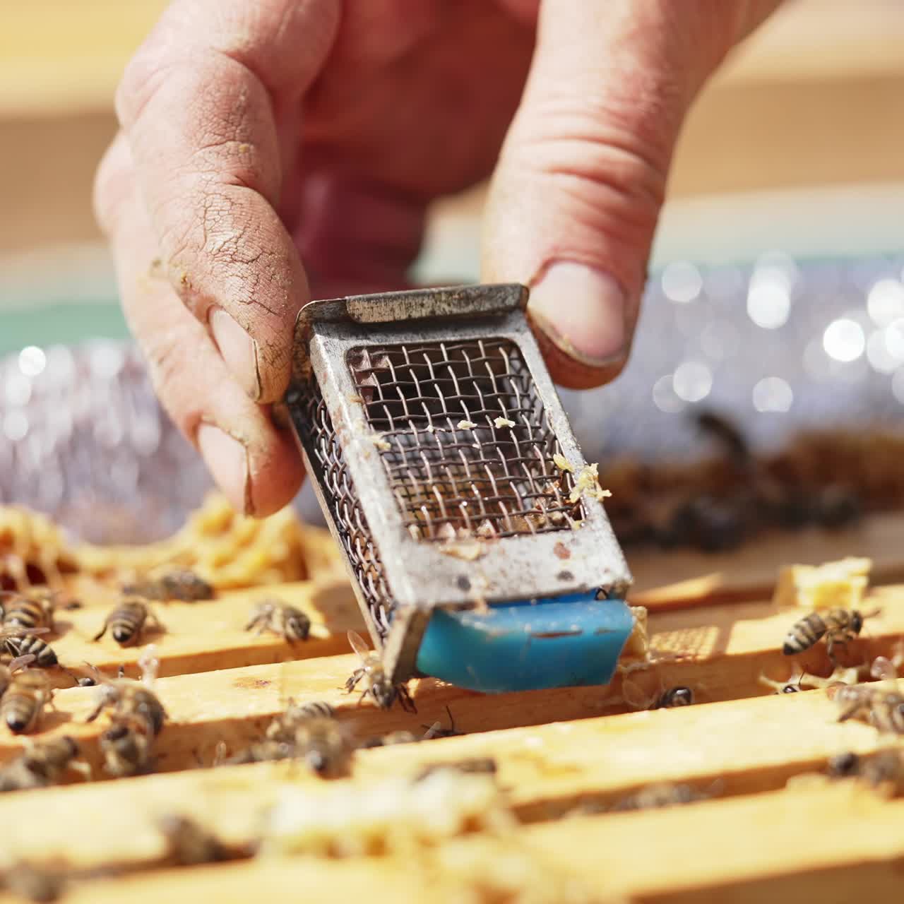 Working bees collecting yellow pollen