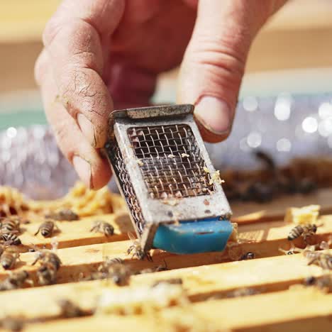 working bees collecting yellow pollen