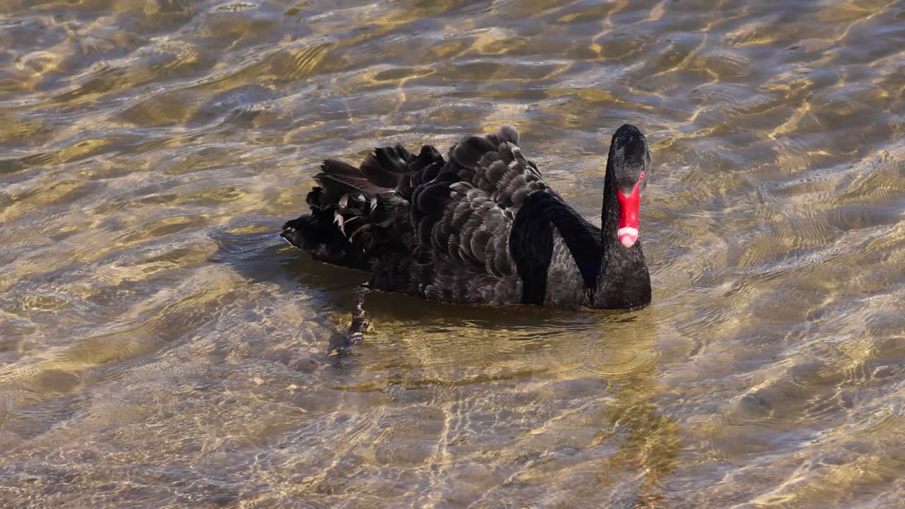un cisne negro nadando en aguas claras