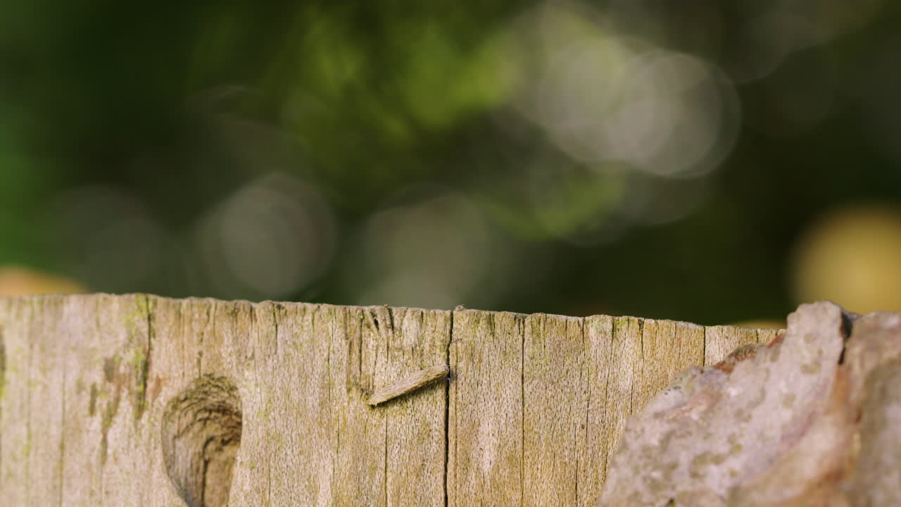 나무 를 짓 ⁇ 는 것 의 정적  ⁇