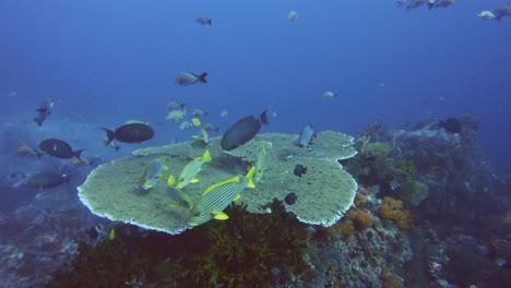 diferentes especies de peces tropicales descansando sobre una mesa de coral