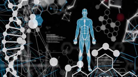 Animación-De-La-Cadena-De-ADN,-Procesamiento-De-Datos-Científicos-Y-Cuerpo-Humano