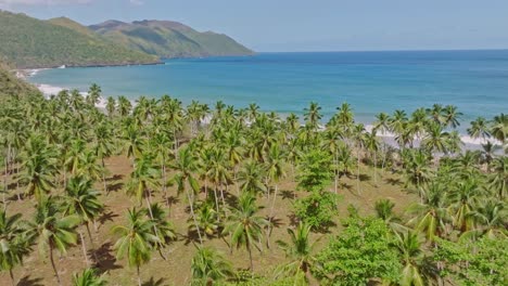 drone flying over palm trees at playa el valle beach, samana in dominican republic