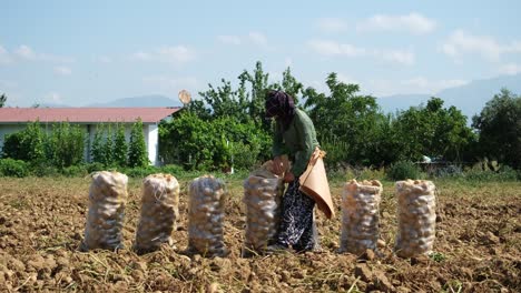 farm work on the field with potatoes