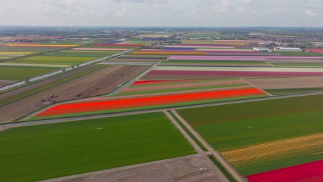 Campos-De-Flores-En-Flor-De-Color-Rojo-Anaranjado-Intenso-Con-Colores-Del-Arco-Iris-En-La-Distancia,-Lisse,-Países-Bajos