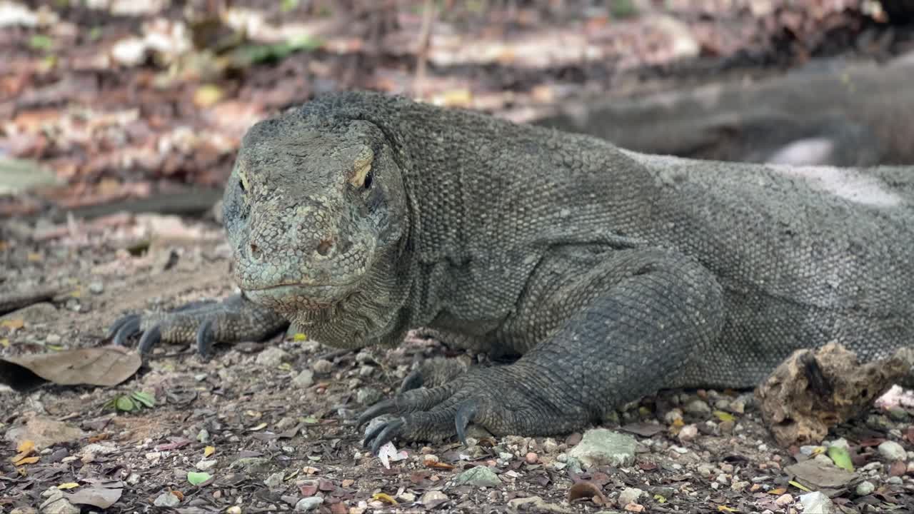 Komodo dragon turning its head and looking into the camera