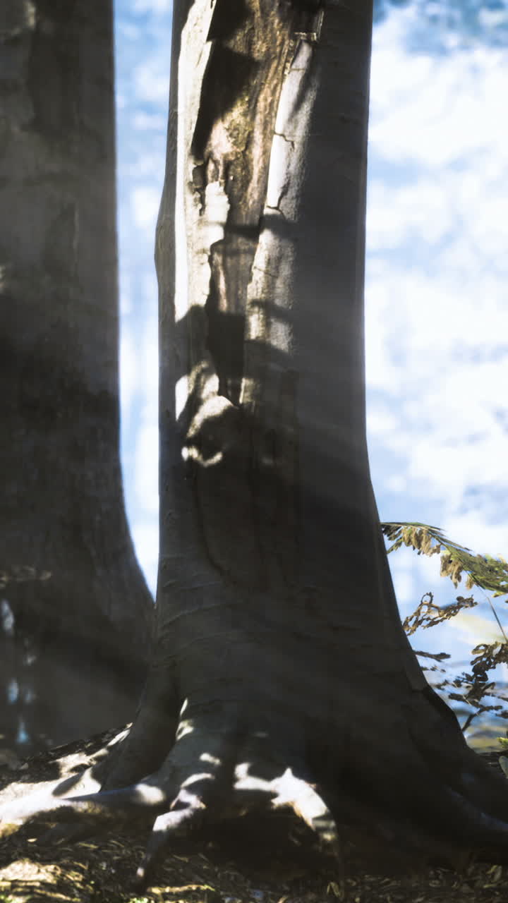 Sunlight filters through tall trees in a tranquil forest setting