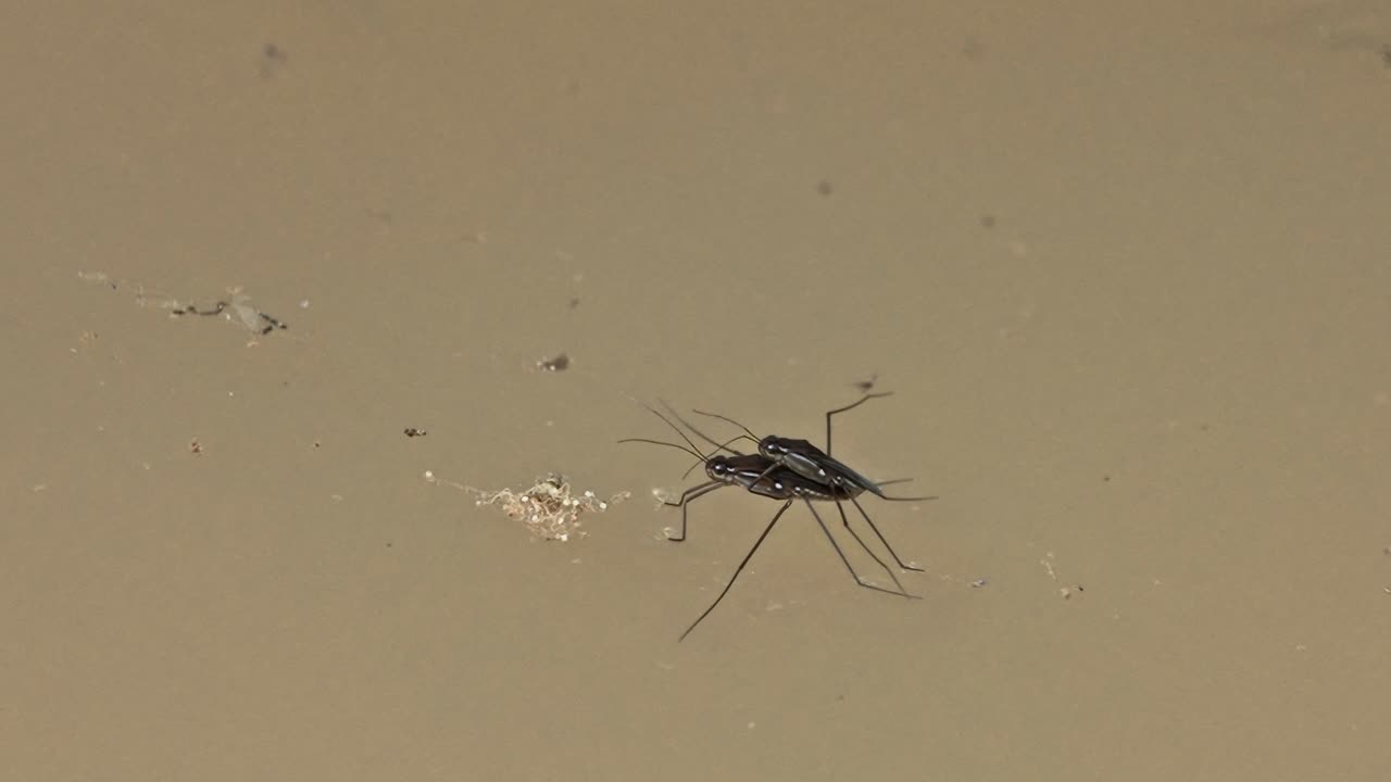 Close-up of mating zancudos copulando on Peruvian Amazon water, Tambopata, Peru