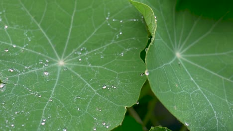 Gotas-De-Lluvia-Brillantes-En-Las-Hojas-De-Una-Capuchina-De-Jardín-Temprano-En-La-Mañana