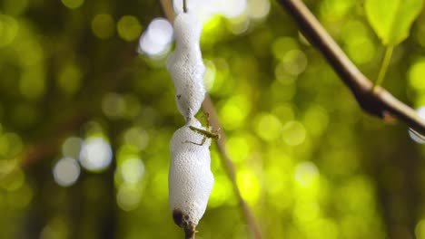 Closeup-of-a-Spittlebug-foam-nest-and-a-grasshopper-stuck-in-it-struggling-to-break-free-,-revolving-shot