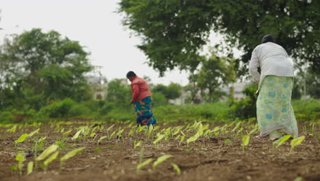 farmers working in a field