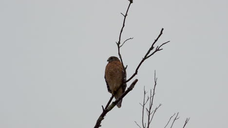red shouldered hawk perched on a large, barren branch in the pouring rain