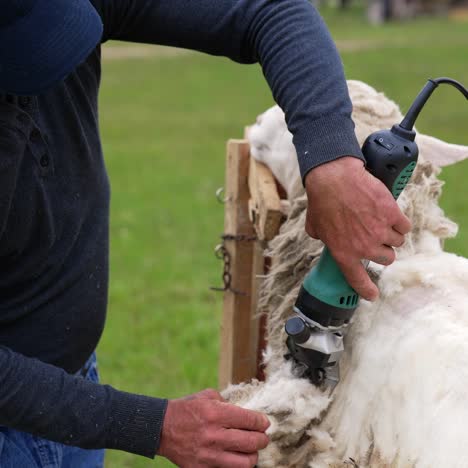 Farmer cutting wool on a sheep. Process of shearing wool sheep with an electric machine outdoors. Cute sheep becomes white after shearing wool