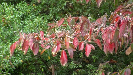 cornejo en otoño con hojas rojas