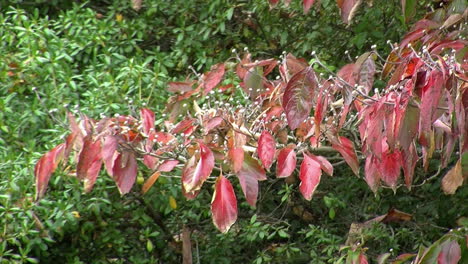 dogwood tree  in autumn with red leaves