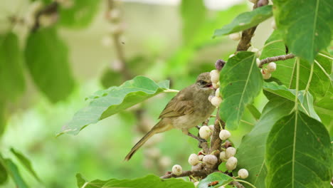 Streifenohriger-Bulbul,-Der-Früchte-Frisst,-Sitzt-Auf-Dem-Ficus-Superba-Baum-–-Nahaufnahme