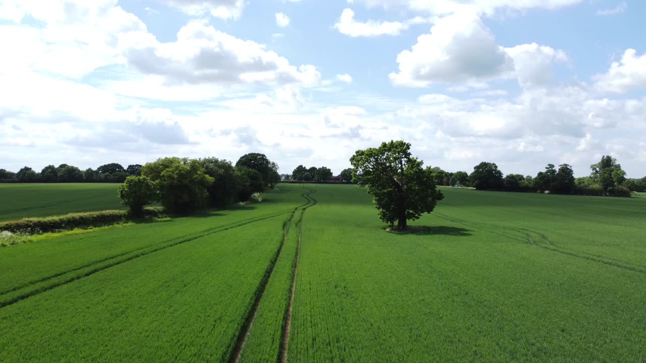 Over fields with tree