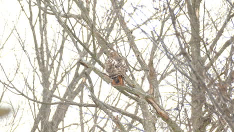 Ein-Roter-Falke,-Der-Im-Winter-Während-Eines-Schneesturms-In-Einem-Blattlosen-Baum-Thront