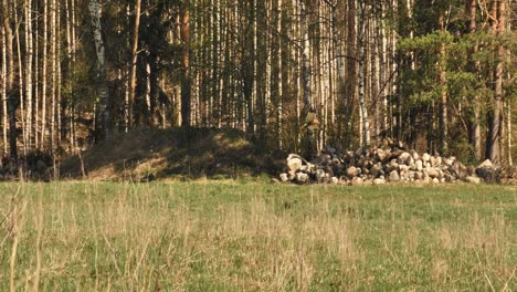 Ein-Falke-Fliegt-über-Die-Wiese-Und-Sucht-Nach-Einem-Medium