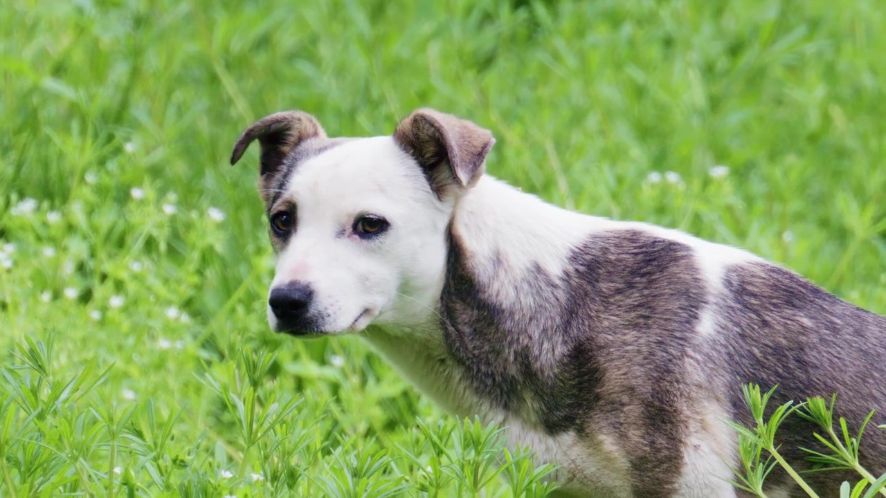 A dog walking toward the camera across a grassy area, looking attentive and curious