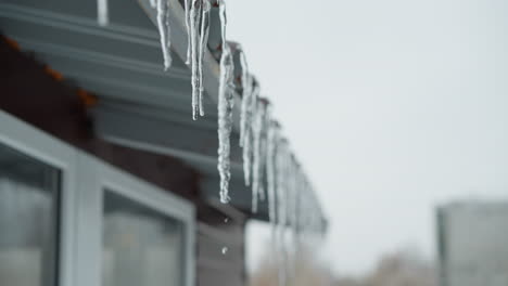 close-up of house roof edge lined with long icicles melting and dripping water droplets, showcasing intricate frozen details and natural thawing against a soft, blurred urban background during winter