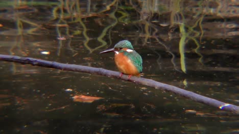 A-Common-Kingfisher-sitting-on-a-branch-at-Musashiseki-Park-in-Tokyo,-Japan