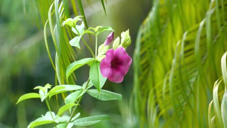 flor de hibisco tropical rosa púrpura que crece en una planta verde brillante a pleno sol