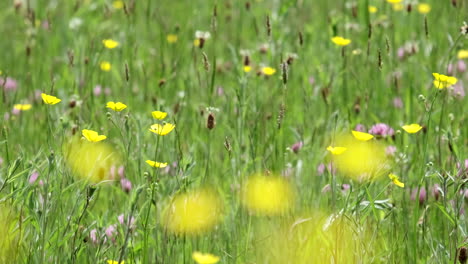 Ranúnculos-Amarillos-Con-Flores-De-Primavera-En-Un-Antiguo-Prado,-Worcestershire,-Inglaterra