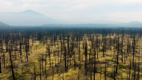 aftermath of a wildfire: burnt trees and hazy landscape