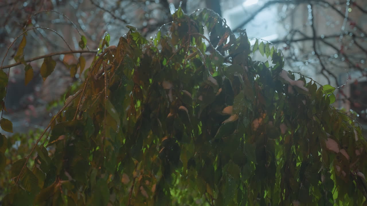 primer plano de hojas verdes vibrantes ligeramente salpicadas de nieve, iluminadas por una luz suave desde arriba, creando una escena serena y tranquila con sutiles detalles y sombras naturales