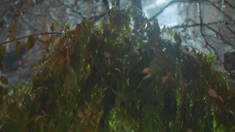 close-up of vibrant green leaves lightly dusted with snow, illuminated by soft light from above, creating a serene and tranquil scene with subtle natural details and shadows