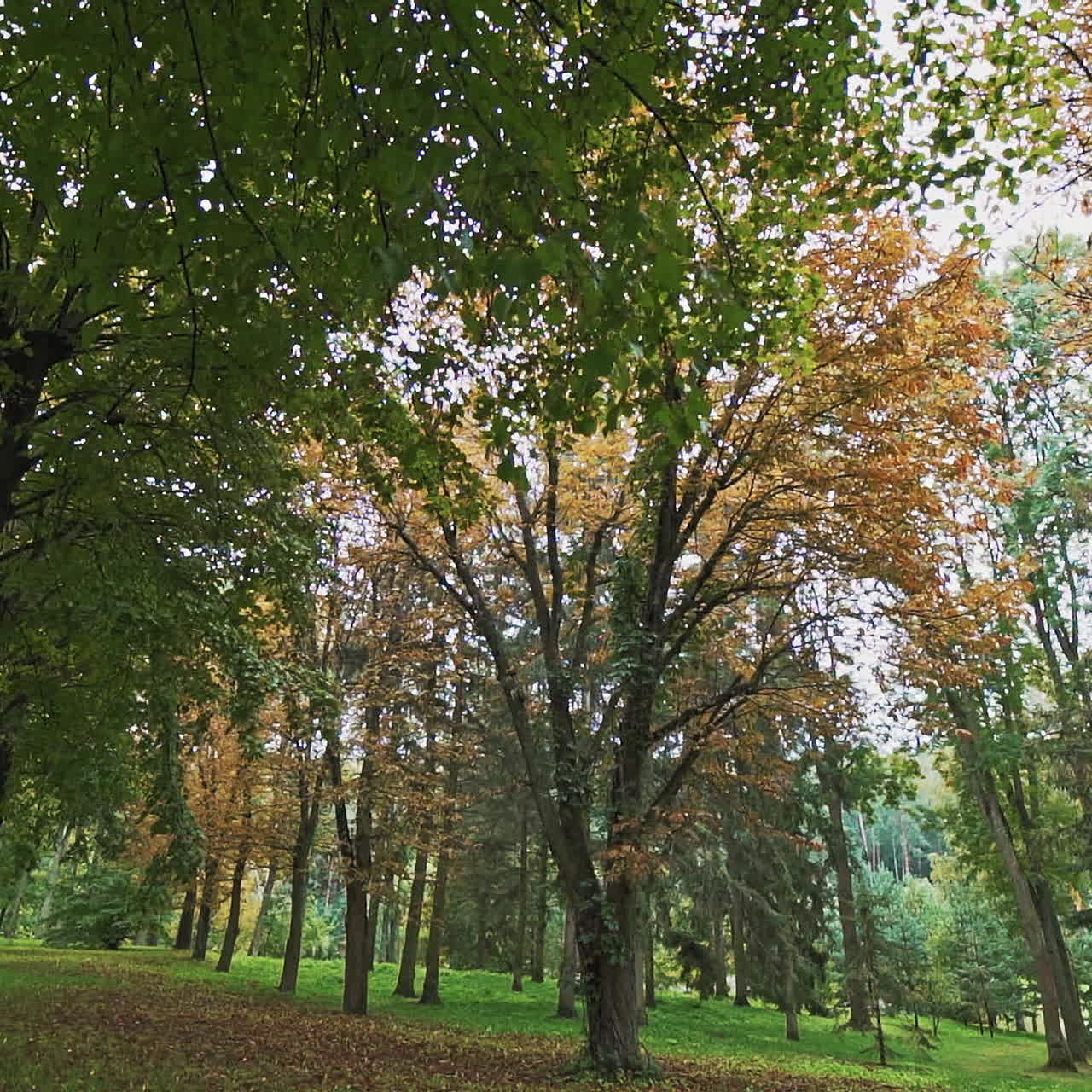 Beautiful view of green and yellow trees in a bright sunny day. Natural landscape in the autumn park. Camera moves round.