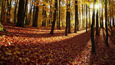 la luz del sol del bosque de otoño