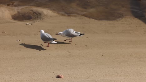 seagulls on beach with food, displaying various behaviors