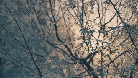 twigs-and-dry-berries-with-shining-frost-in-winter-garden