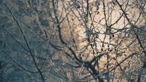 twigs and dry berries with shining frost in winter garden