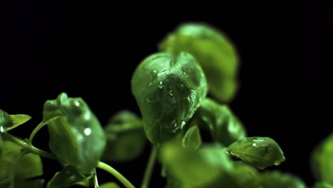 Super-slow-motion-Basil-with-water-drop-on-leaf