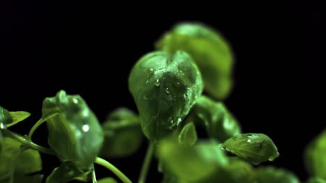 super slow motion basil with water drop on leaf