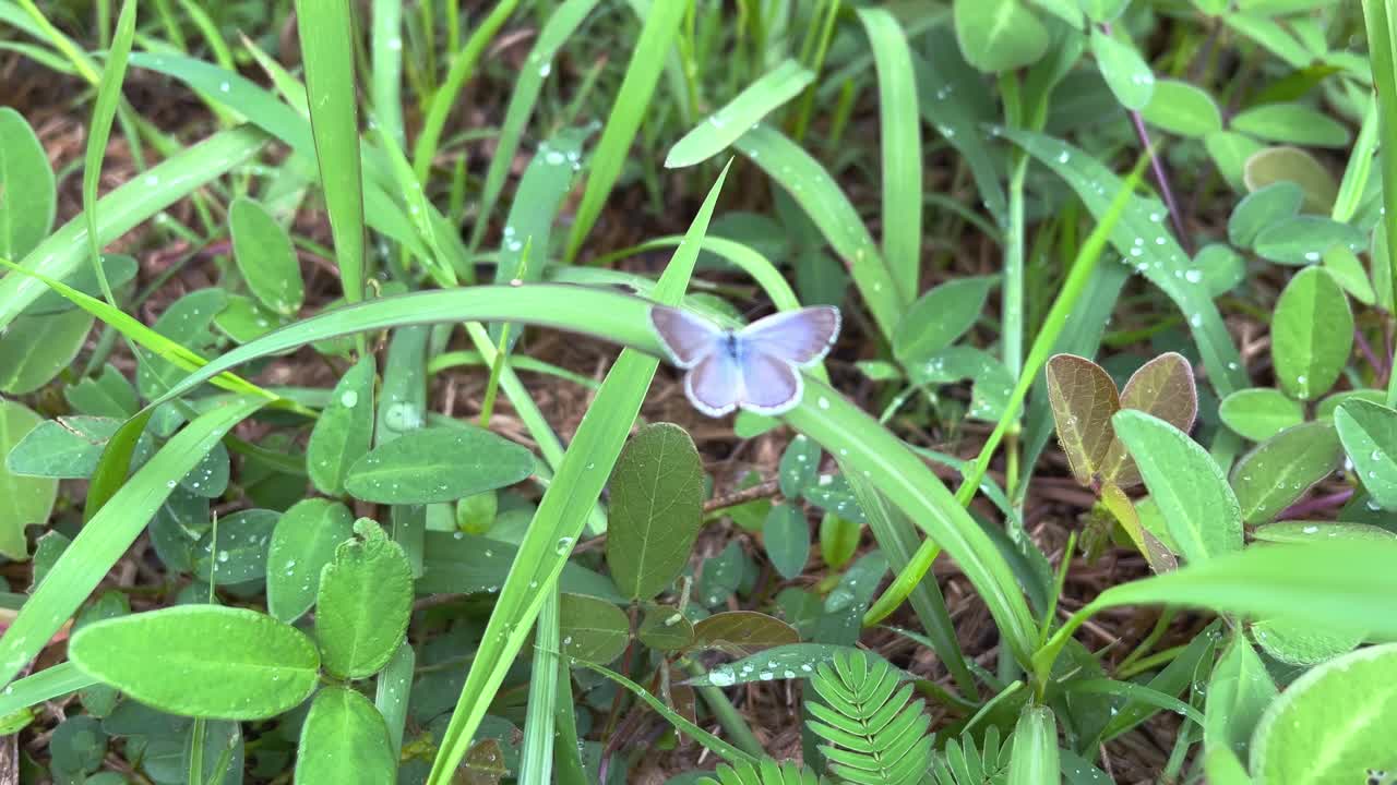 Beautiful purple butterfly perched on the dewy green grass