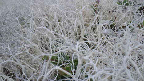 la tundra ártica, la hermosa naturaleza, el paisaje natural de noruega.