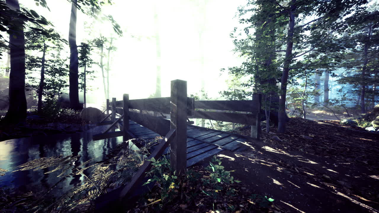 Mysterious woodland pathway leads to a foggy horizon at dawn