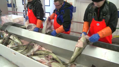 men work cutting and cleaning fish on an assembly line at a fish processing factory 4