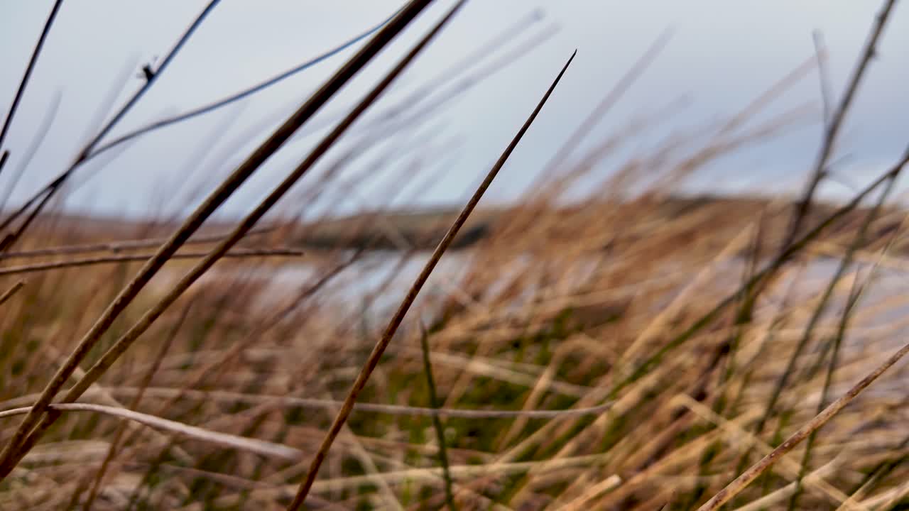 Miljøbevidsthed og bevaring. Nærbillede af tørt græs på en mark nær vand, der repræsenterer klimaforandringer, bæredygtighed og behovet for økologisk balance.