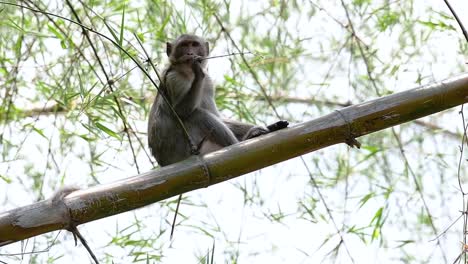 Los-Macacos-De-Cola-Larga-Son-Los-Monos-Más-Fáciles-De-Encontrar-En-Tailandia,-Ya-Que-Están-Presentes-En-Complejos-De-Templos,-Parques-Nacionales-E-Incluso-Pueblos-Y-Ciudades