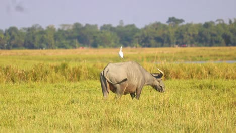 Büffel,-Der-Auf-Den-Wiesen-Von-Bangladesch-Spazieren-Geht,-Während-Der-Reihervogel-Oben-Sitzt