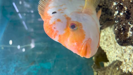 Tiro-Vertical-Del-Rey-Midas-Con-Color-Naranja-En-Acuario-Sobre-Fondo-Azul